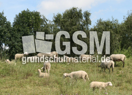 Schafherde-2.jpg